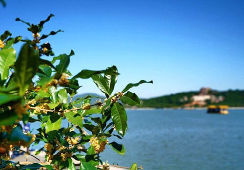 桂花飘香ll绿玉枝头万点黄，缕缕清香满庭芬