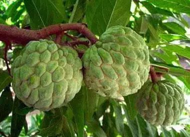 全世界最有营养100种食物排行榜,最有营养食物100种