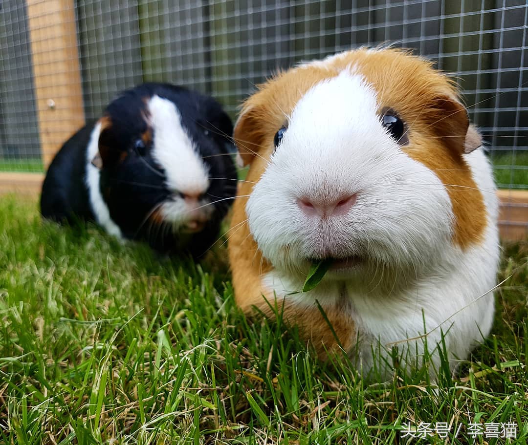 豚鼠成长过程,豚鼠为什么最适合当宠物