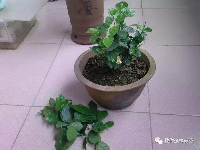 铜钱草修剪完干了如何补救,铜钱草与绿萝哪个好养