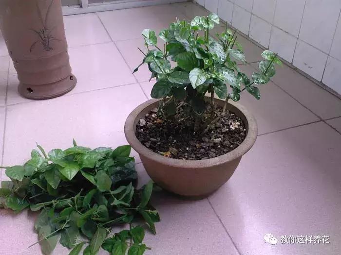 绿萝过冬后叶子全掉了,绿萝过完冬叶子黄了还能活吗