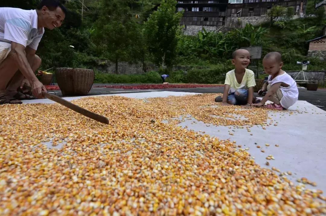 通过一亩地能挣多少钱,一亩地利润分析