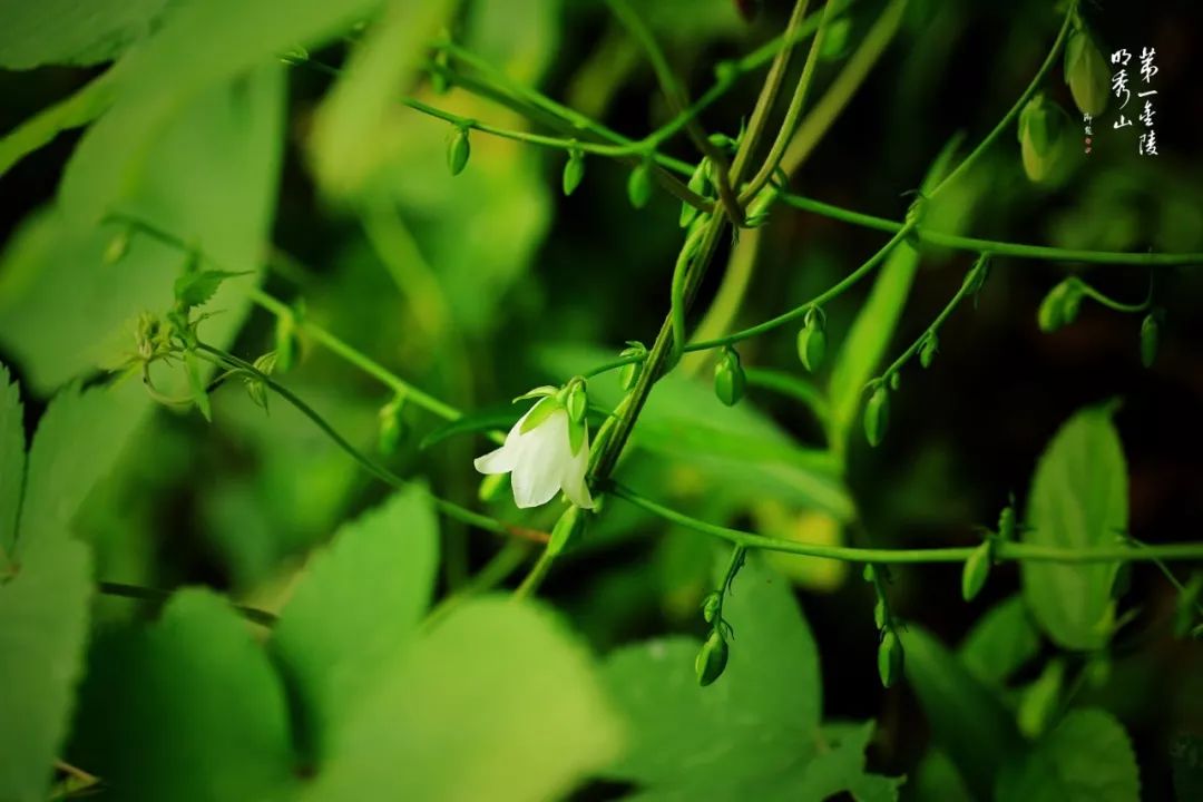 栖霞山百科简介,栖霞山玉竹