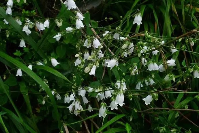 栖霞山百科简介,栖霞山玉竹