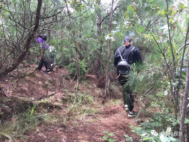 「周末去哪玩」上山捡菌乐无穷美味山珍饱口福