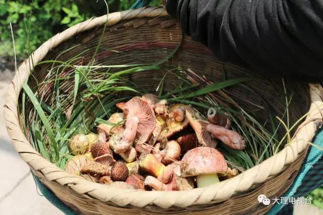 「周末去哪玩」上山捡菌乐无穷美味山珍饱口福