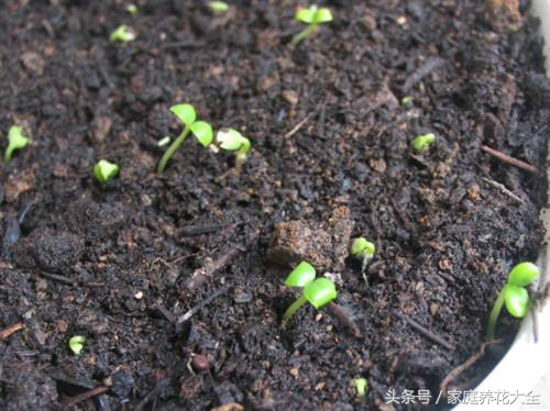 6种耐阴开花两不误的花,什么花适合阳台种植一年四季开花