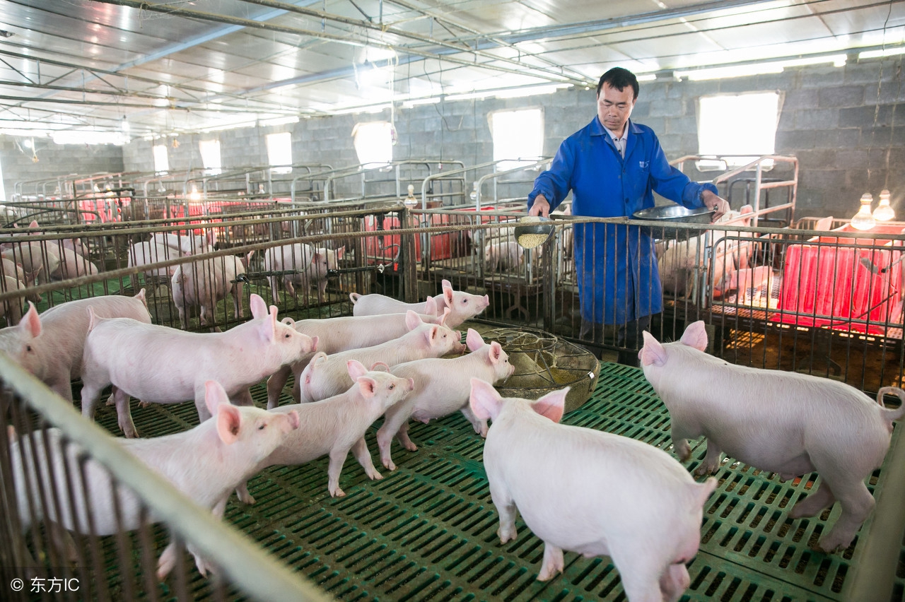 冬天大猪小猪怕冷怎么办,小猪低温的原因和解决方法