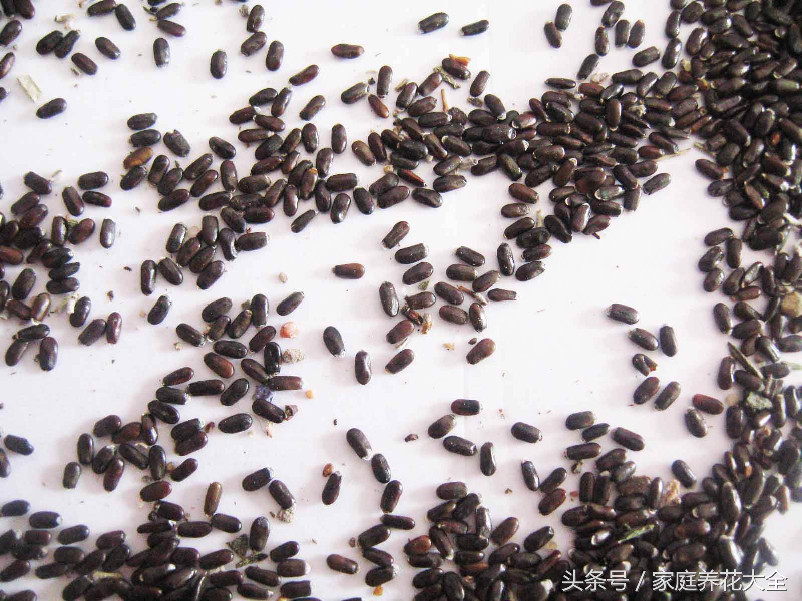 6种耐阴开花两不误的花,什么花适合阳台种植一年四季开花