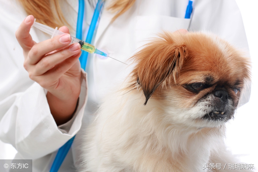 狗狗咬人的四大预兆,如何解决狗狗穿衣服咬人