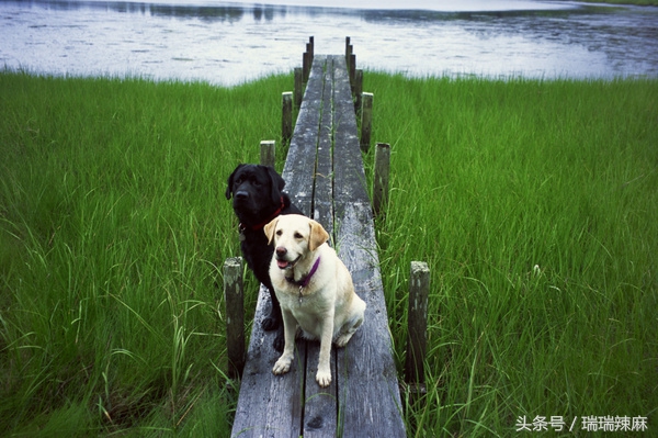 狗狗咬人的四大预兆,如何解决狗狗穿衣服咬人