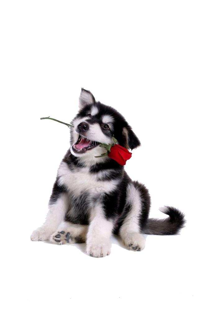 2022年国产狗粮十大品牌排名,口碑最好的十大狗粮品牌推荐