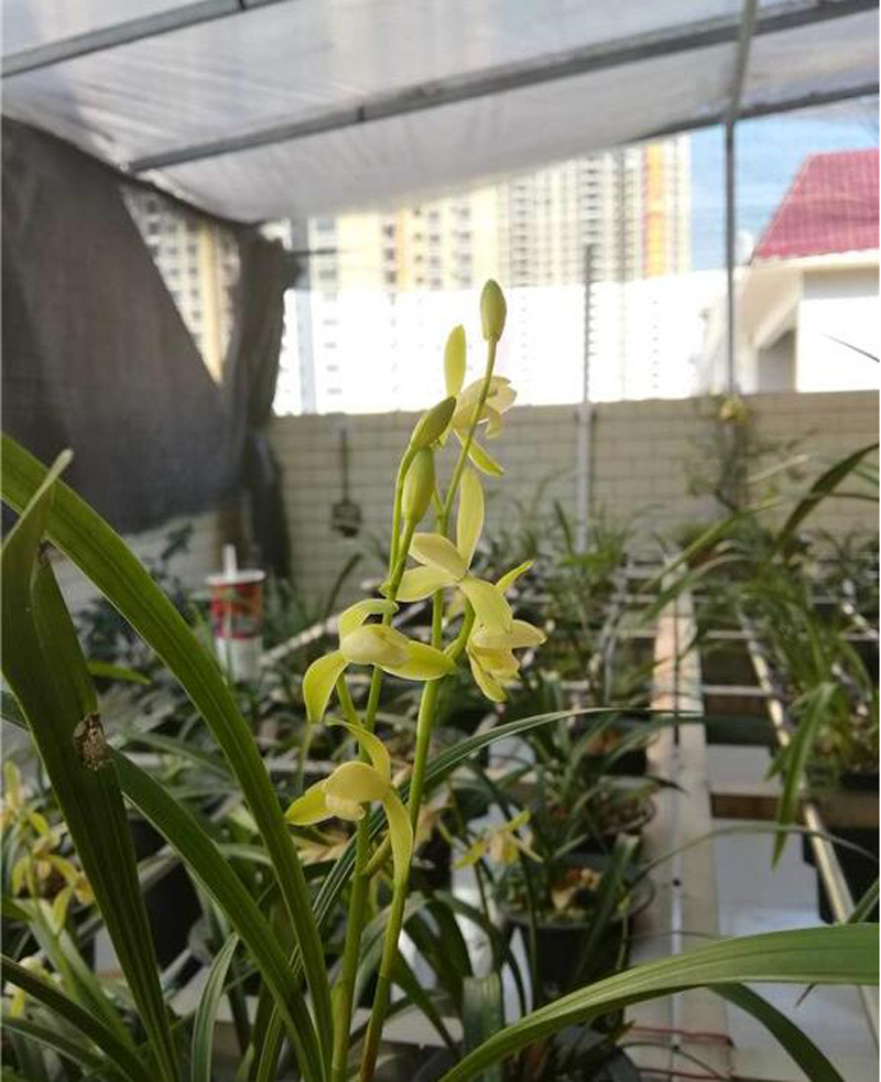 如何区分兰花品种优劣,如何判断兰花品种好坏