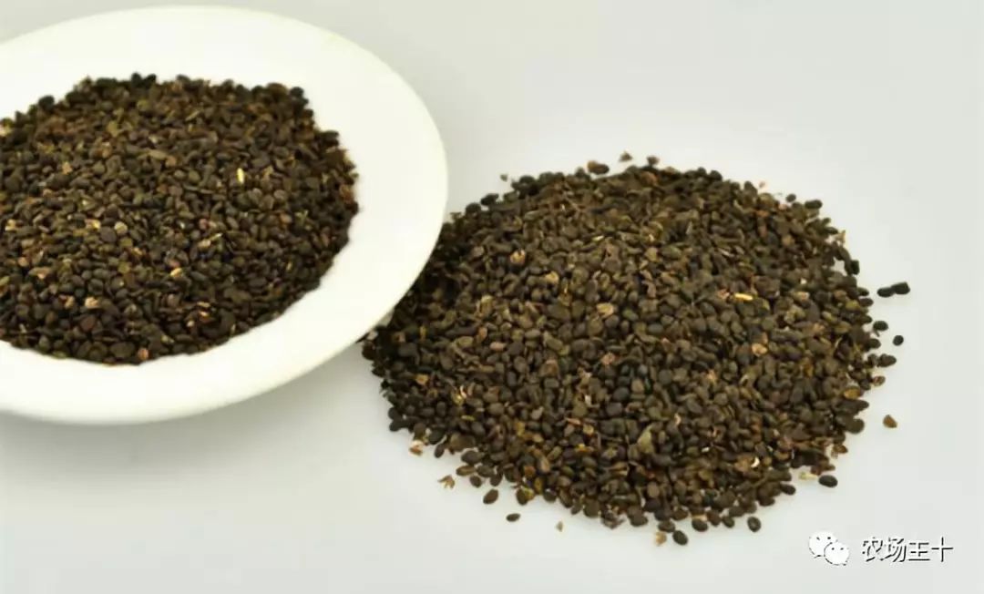 有趣的中药,你认识几种?