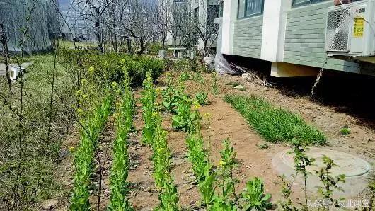 小区里绿地种菜怎么管理,怎么制止小区里种菜的