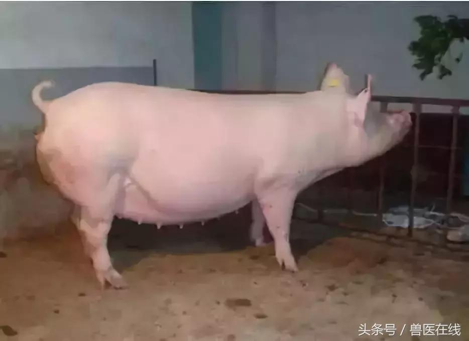 母猪奶水培养方法和技术,养殖母猪下奶最快的方法