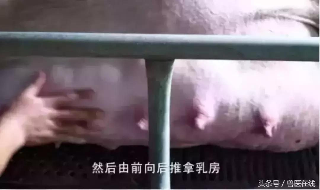 母猪奶水培养方法和技术,养殖母猪下奶最快的方法