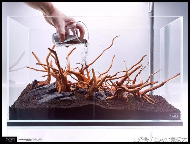 ada草缸造景什么意思,ada造景大赛60缸