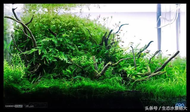 ada草缸造景什么意思,ada造景大赛60缸