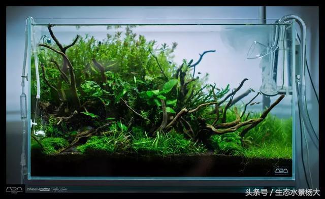 ada草缸造景什么意思,ada造景大赛60缸