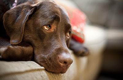 你不知道狗粮的那些事,狗市的狗粮有什么内幕