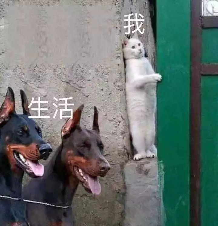 哈利波特要输！河北民间画家花50亿建魔法学校，成奇葩网红