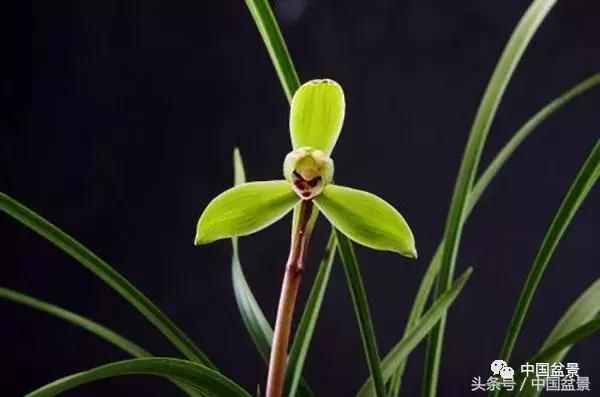 值得收藏的盆景养护常用技法