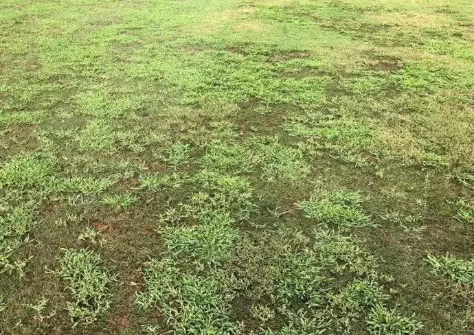 fifa19中超名单,fifa19必买球星