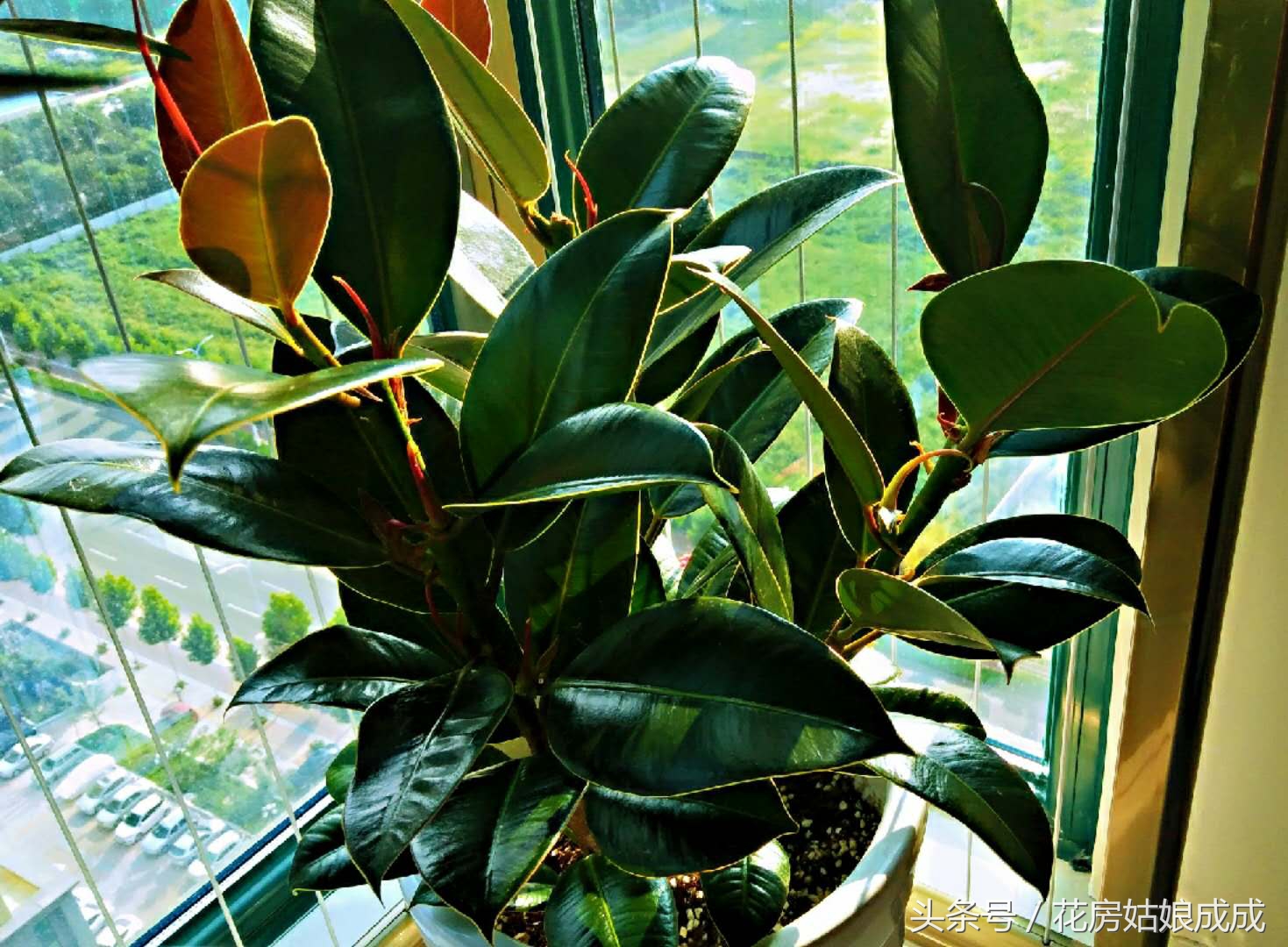 橡皮树如何养成老桩状态,怎么养橡皮树视频教程大全