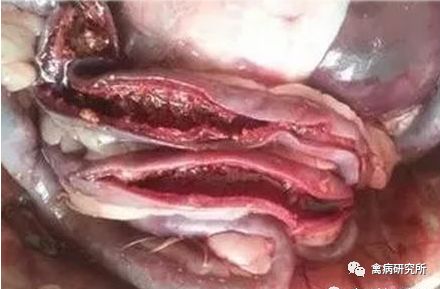 小鹅瘟发病视频,小鹅苗近期生病是什么原因