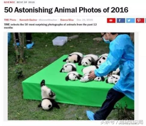 美帝再牛逼，遇见熊猫也得吸？地球知识局