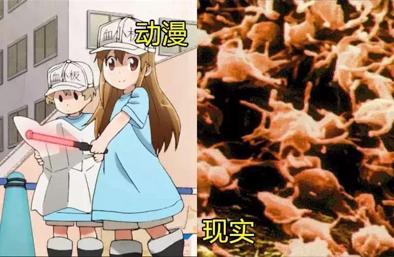 血小板动漫中的血小板,动漫血小板在现实中多少岁