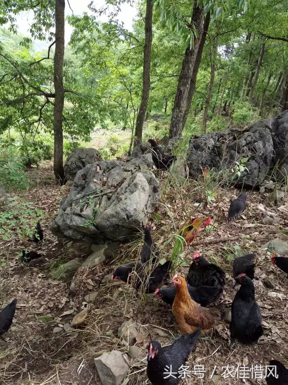 农村小伙子养鸡年收入240万你信吗,90后女大学生养鸡年销售3000万