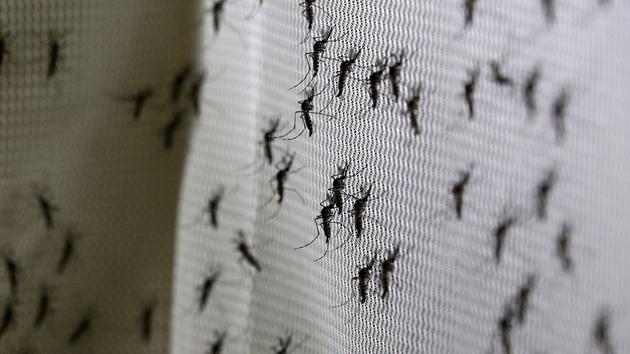 如何彻底消灭世界上所有的蚊子,要想消灭蚊子要克服恐惧