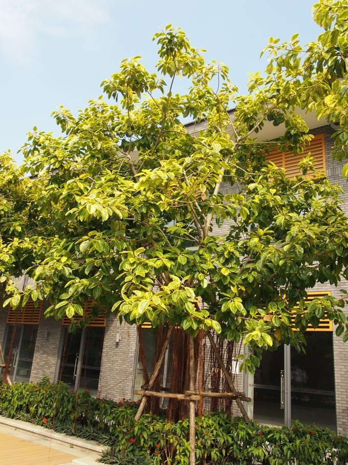 闺蜜三亚游详细攻略,七夕去哪里玩比较浪漫三亚