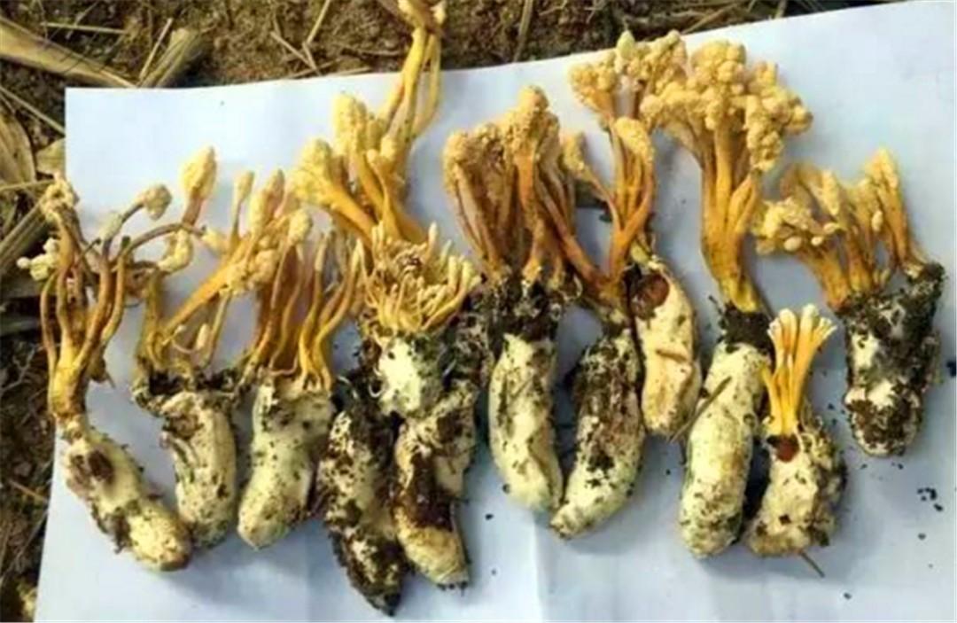 大山竹林里的珍宝,一半蝉一半花,曾是乾隆最爱,如今300元一斤