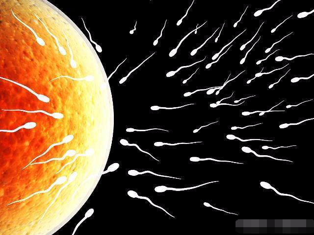 精子进入体内，却没成功“受精”，那你知道它们去哪里了吗？