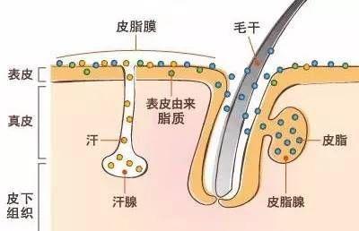 长闭口烦恼,反复长闭口的正确消除方法