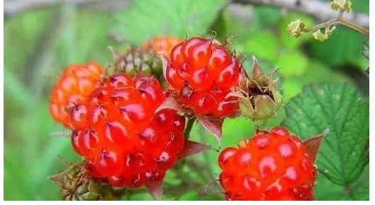 <html>
<head><title>502BadGateway</title></head>
<body>
<center><h1>502BadGateway</h1></center>
<hr><center>nginx</center>
</body>
</html>
<!--apaddingtodisableMSIEandChromefriendlyerrorpage-->
<!--apaddingtodisableMSIEandChromefriendlyerrorpage-->
<!--apaddingtodisableMSIEandChromefriendlyerrorpage-->
<!--apaddingtodisableMSIEandChromefriendlyerrorpage-->
<!--apaddingtodisableMSIEandChromefriendlyerrorpage-->
<!--apaddingtodisableMSIEandChromefriendlyerrorpage-->
