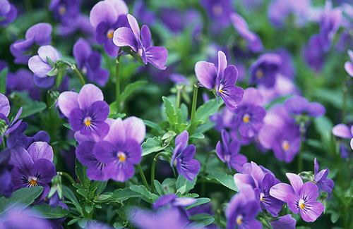 送花怎么选择合适的花,送花的意义在哪里