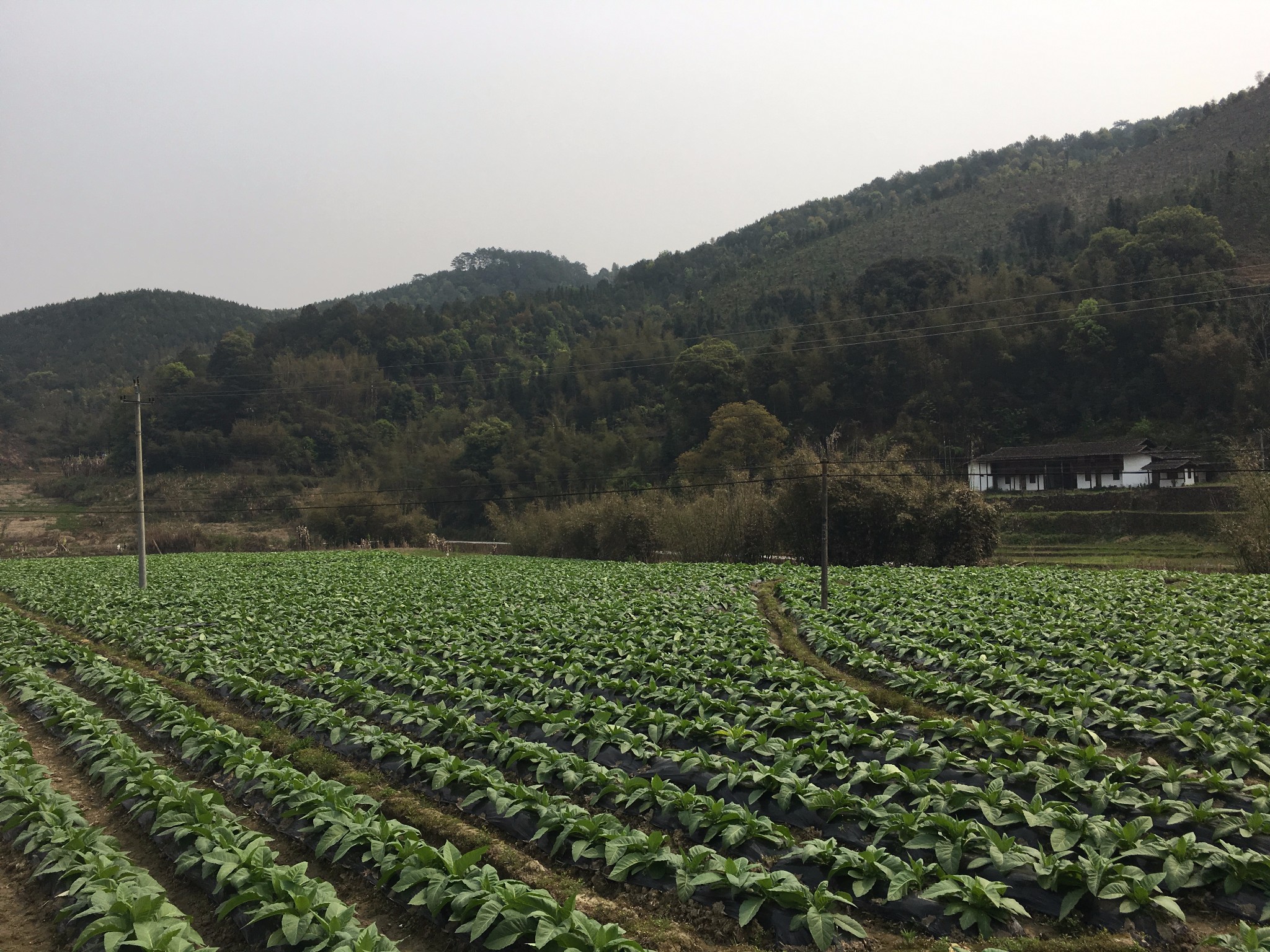 福建省土地补偿标准价格表,福建青苗补偿标准价目表