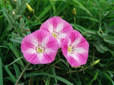 它是假喇叭，过去农民见了就毁，现在却当赚钱宝，这是怎么回事？