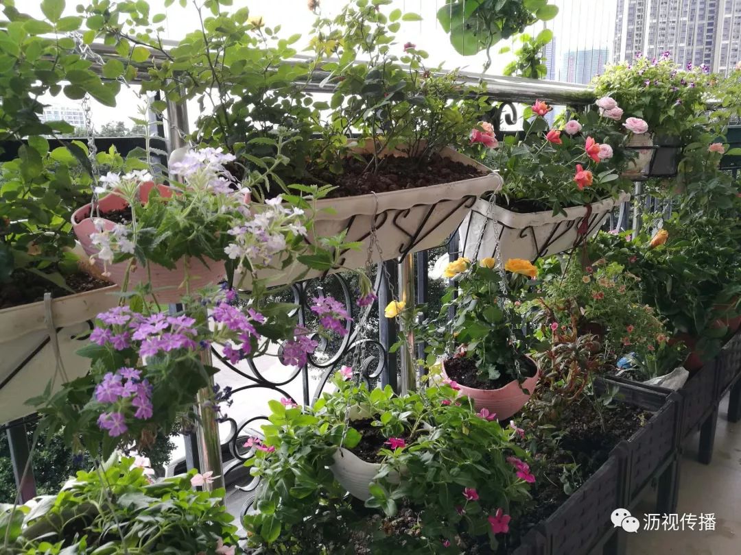 最美庭院评选,寻找最漂亮的花园小院