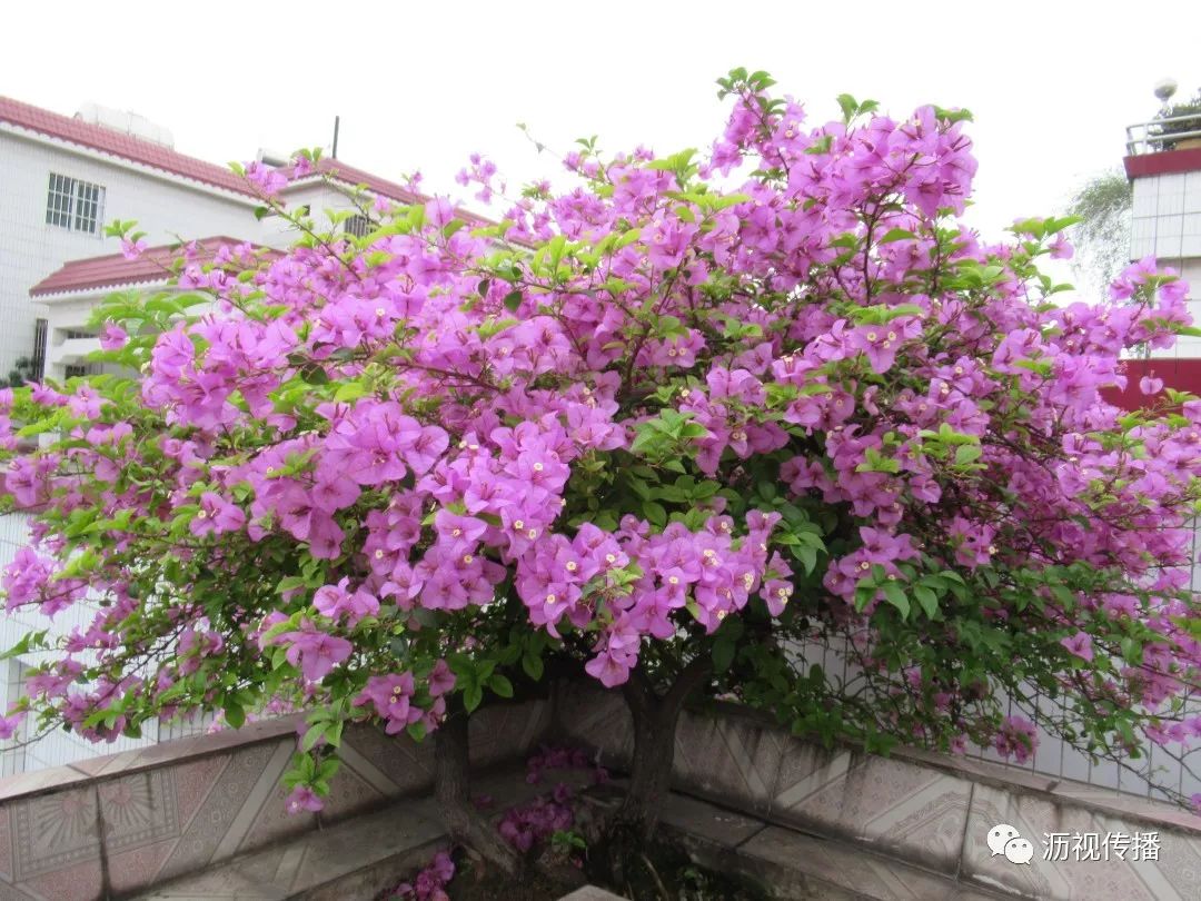 最美庭院评选,寻找最漂亮的花园小院