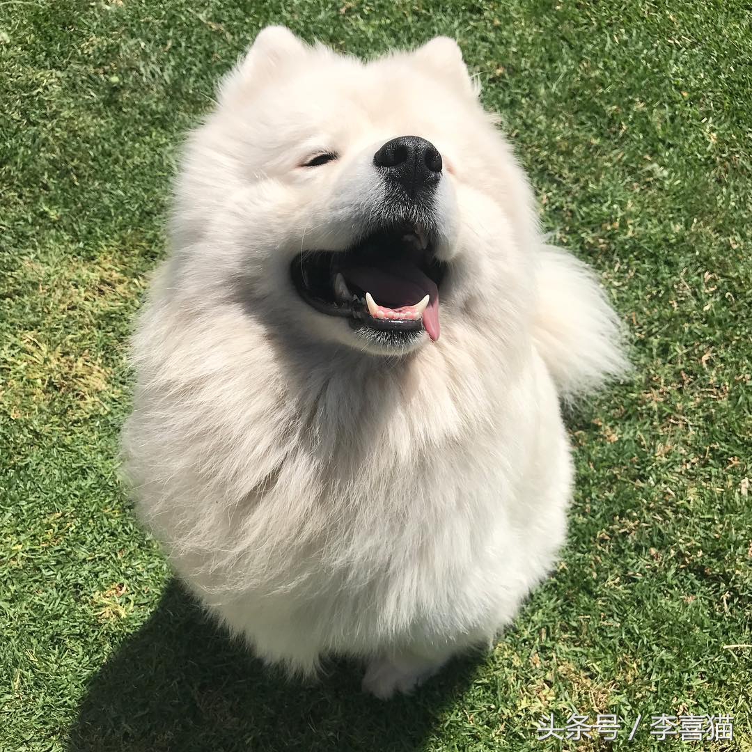 记忆中的狗狗不仅仅是童年的玩伴,记忆中的狗狗有哪些