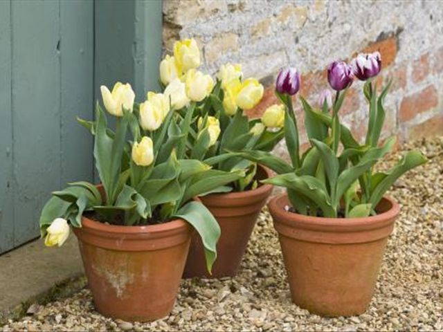 水培郁金香为啥发出来的芽发黄,郁金香叶子发黄怎么回事