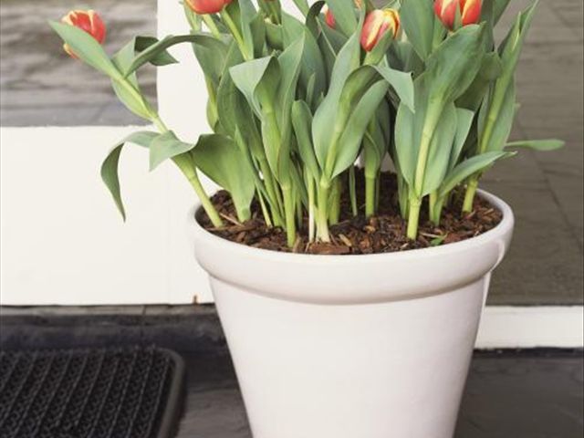 水培郁金香为啥发出来的芽发黄,郁金香叶子发黄怎么回事