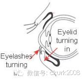 罗威纳FCI性格标准,纯种罗威纳犬的智商排名