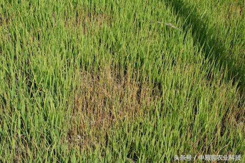 防治立枯病与猝倒病的有效方法,植物立枯病用什么药