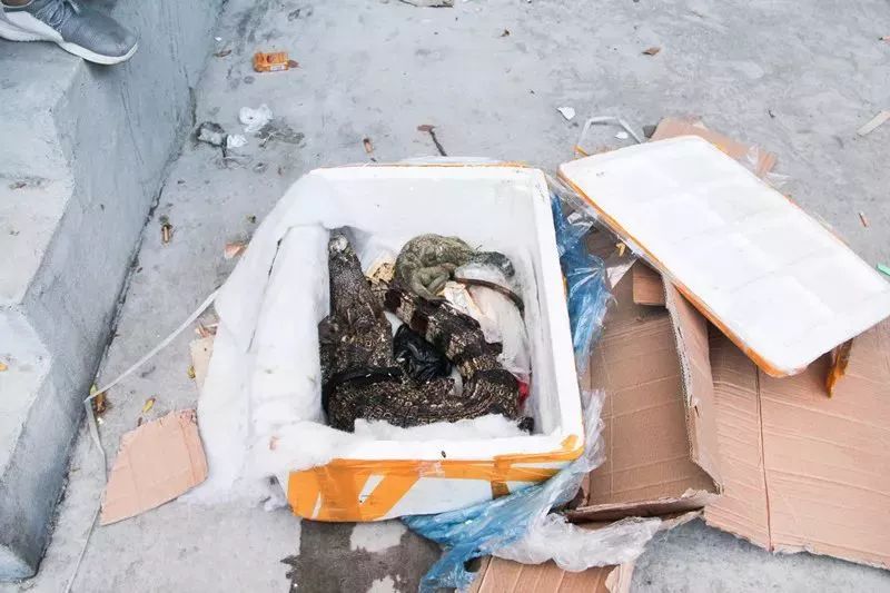 女子网购保健品，拆开包裹发现里面竟是一条鳄鱼和一条大蜥蜴！